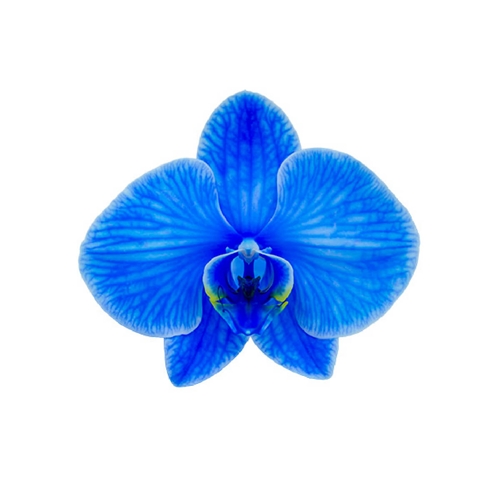 Orquídea Phalaenopsis Azul - Copafer